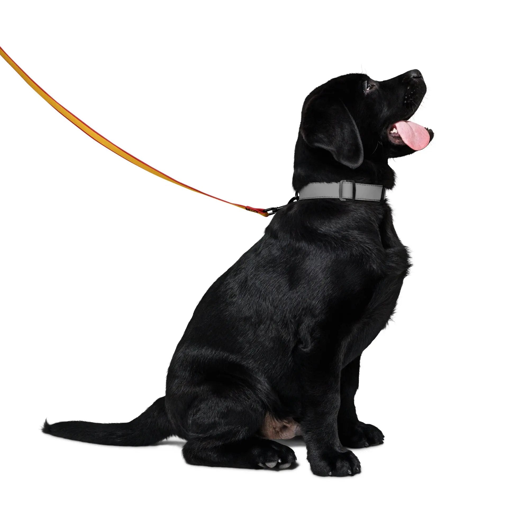 Comprar Correa para mascota Bandera España La Flamenca de Borgoña Bandera España