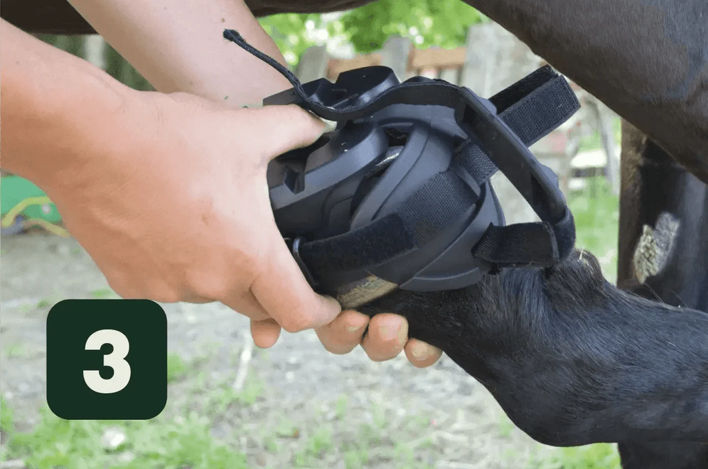 Comprar Zapatos Gatusos para caballo Bandera España La Flamenca de Borgoña Patricia Muñoz VOX